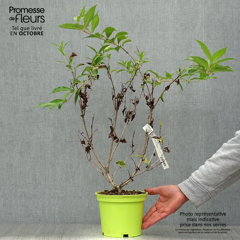 Example of Weigela florida Marjorie Topf mit 2L/3L as you get in automne