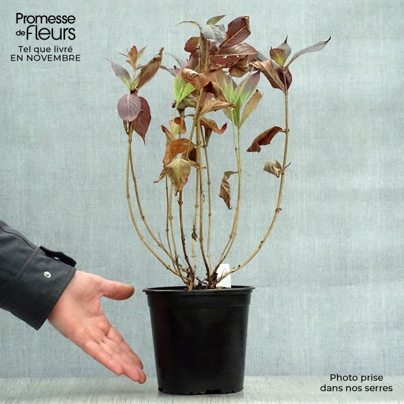 Example of Weigela Minor Black Topf mit 2L/3L as you get in automne
