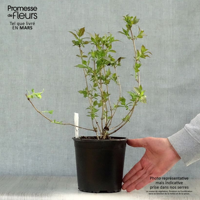 Exemplar von Weigela Minor Black Topf mit 2L/3L wie im Frühjahr geliefert