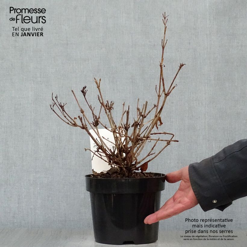 Exemplar von Weigela florida Brigela Topf mit 2L/3L wie im Winter geliefert