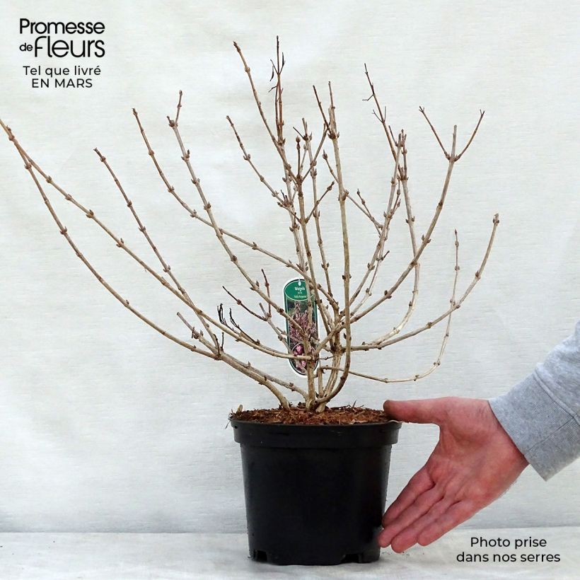 Exemplar von Weigela florida Nana Purpurea Topf mit 3L/4L wie im Frühjahr geliefert