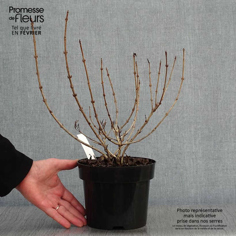 Exemplar von Weigela florida Nana Purpurea Topf mit 3L/4L wie im Winter geliefert