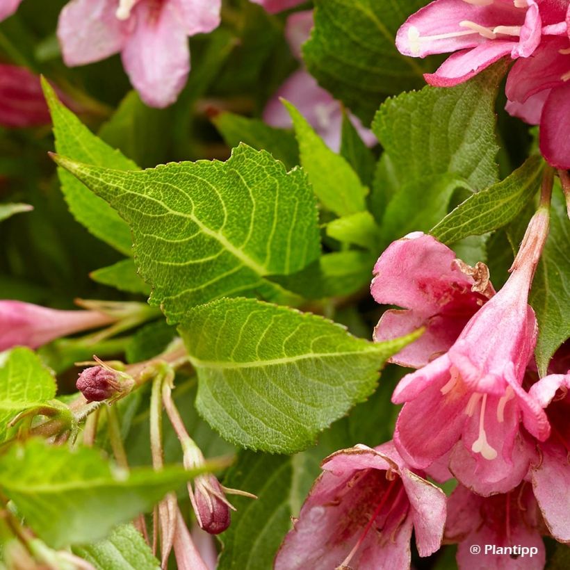 Weigela Picobella Rosa (Foliage)