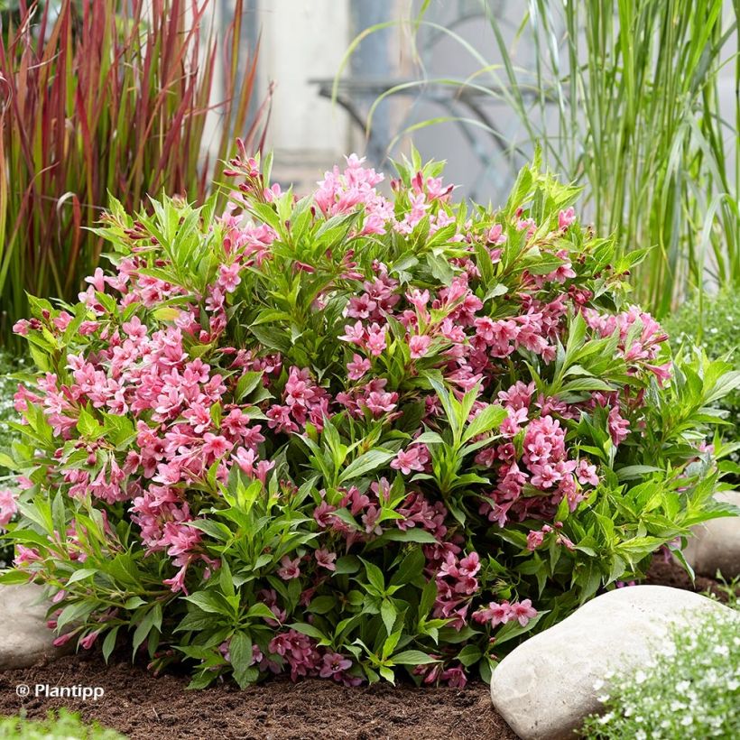 Weigela Picobella Rosa (Plant habit)