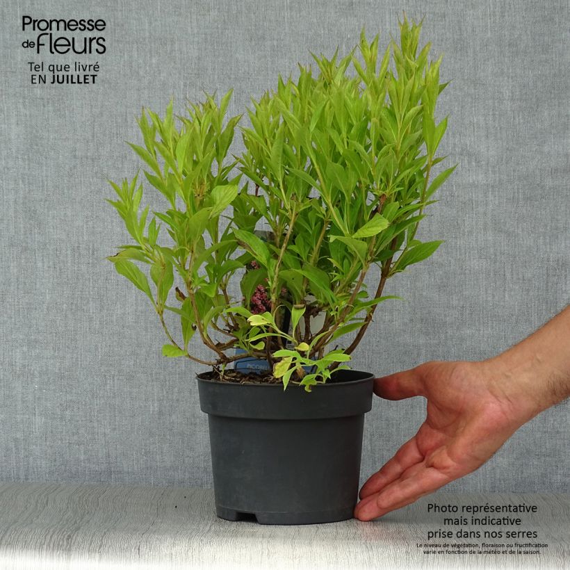 Example of Weigela Picobella Rosa Topf mit 2L/3L as you get in ete