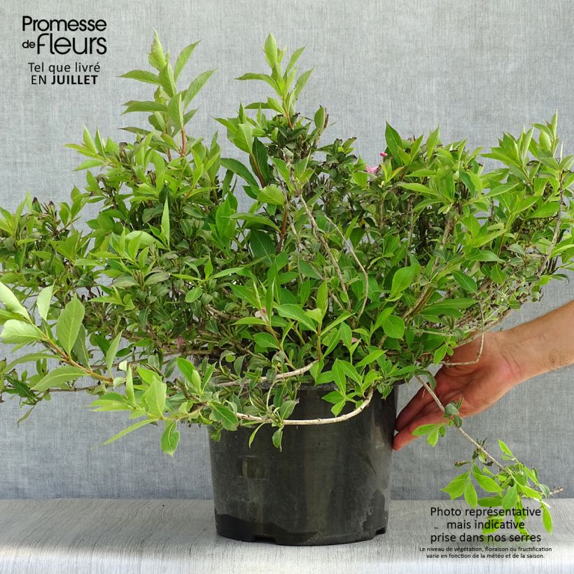 Exemplar von Weigela florida Pink Poppet Topf mit 7,5L/10L wie im Sommer geliefert