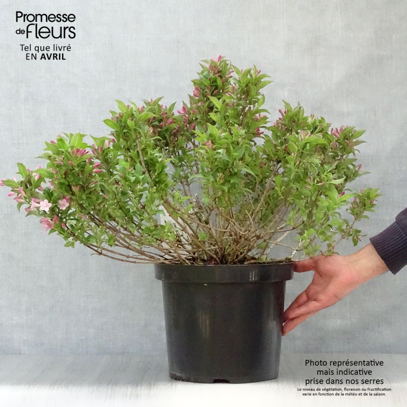 Exemplar von Weigela florida Pink Poppet Topf mit 7,5L/10L wie im Frühjahr geliefert