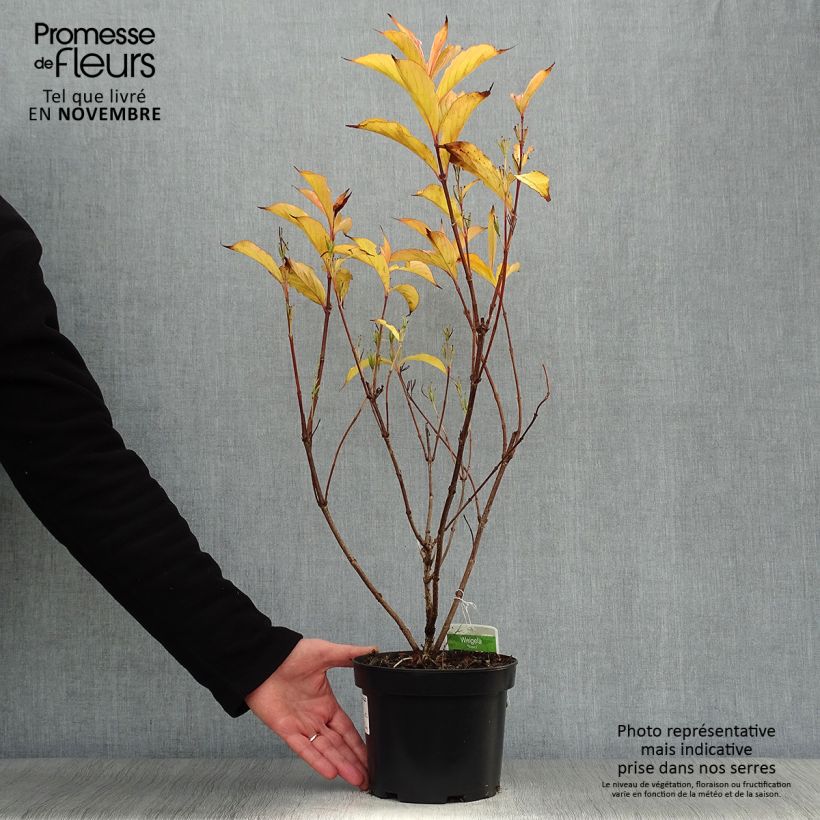 Example of Weigela florida Rosea Topf mit 2L/3L as you get in automne