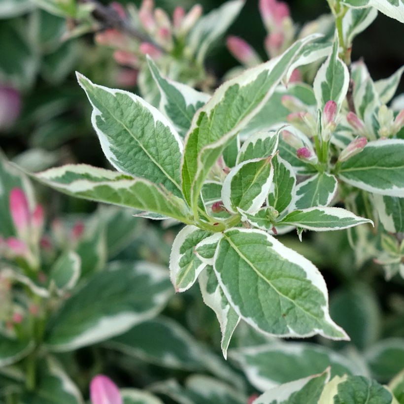 Weigela florida Variegata (Laub)
