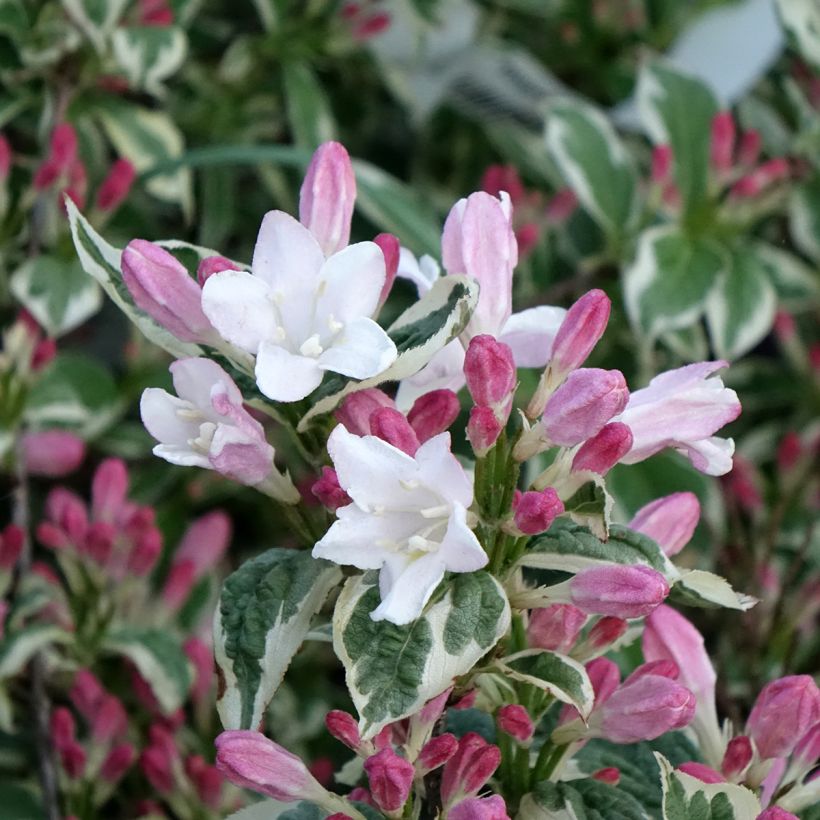 Weigela florida Variegata (Blüte)
