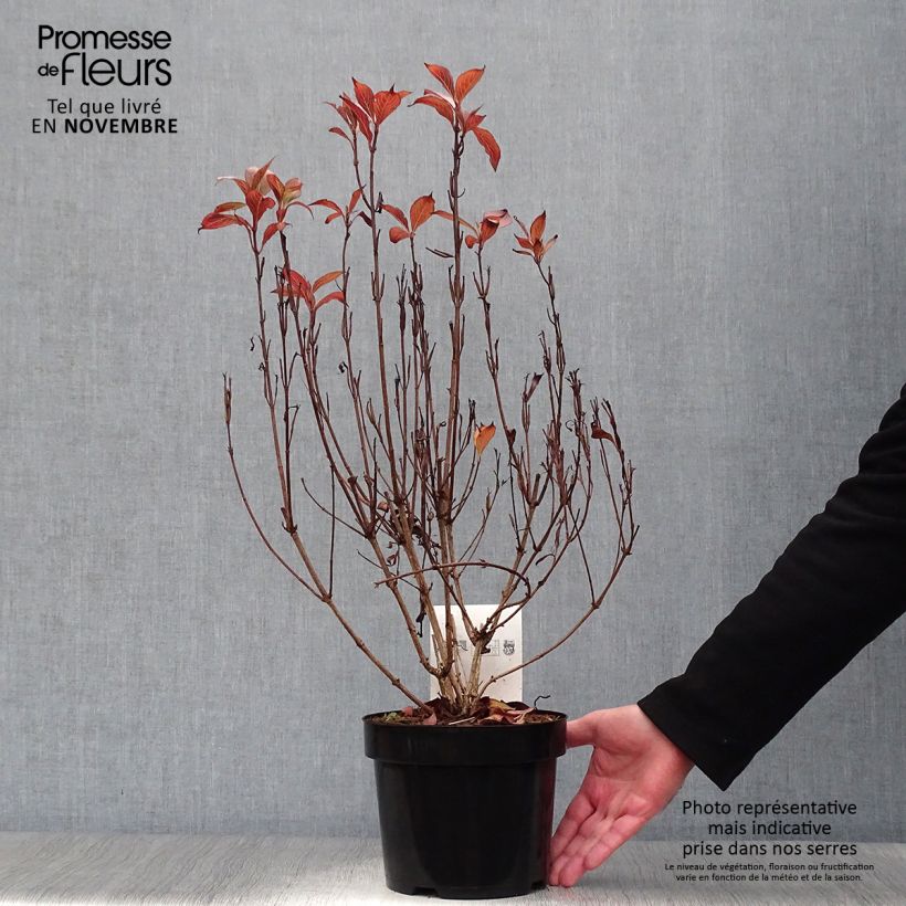 Example of Weigela florida Victoria Topf mit 2L/3L as you get in automne