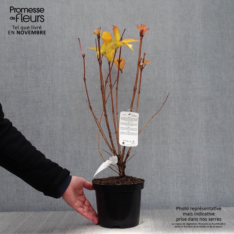 Example of Weigela Carnaval Topf mit 3L/4L as you get in automne