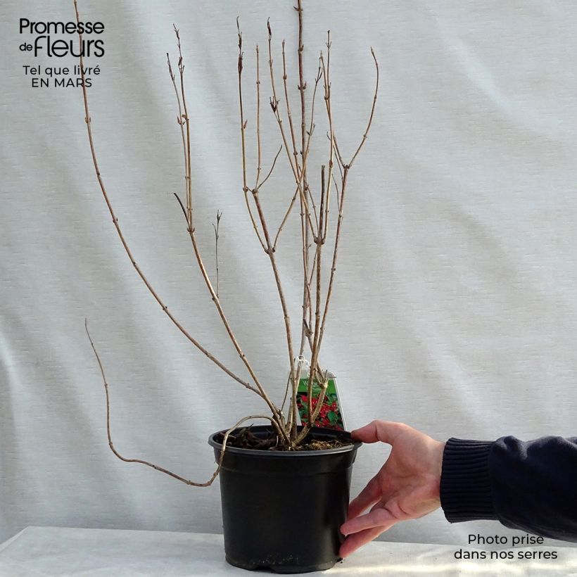 Exemplar von Weigela Eva Rathke Topf mit 2L/3L wie im Frühjahr geliefert