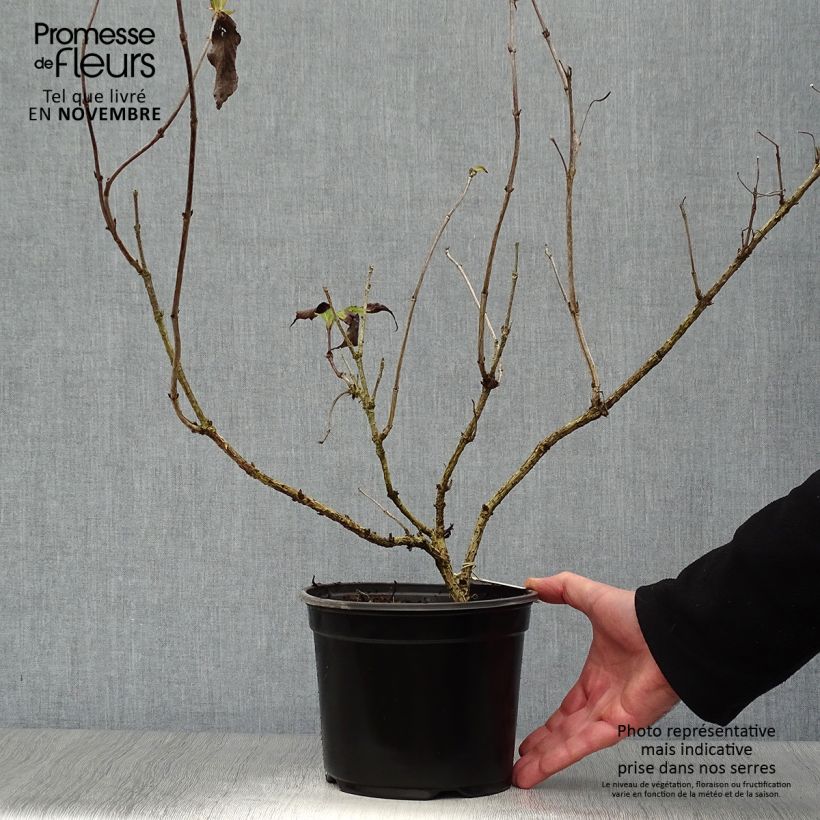Example of Weigela Red Prince Topf mit 2L/3L as you get in automne