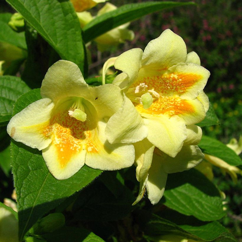 Weigela middendorffiana - Middendorffs Weigelie (Flowering)