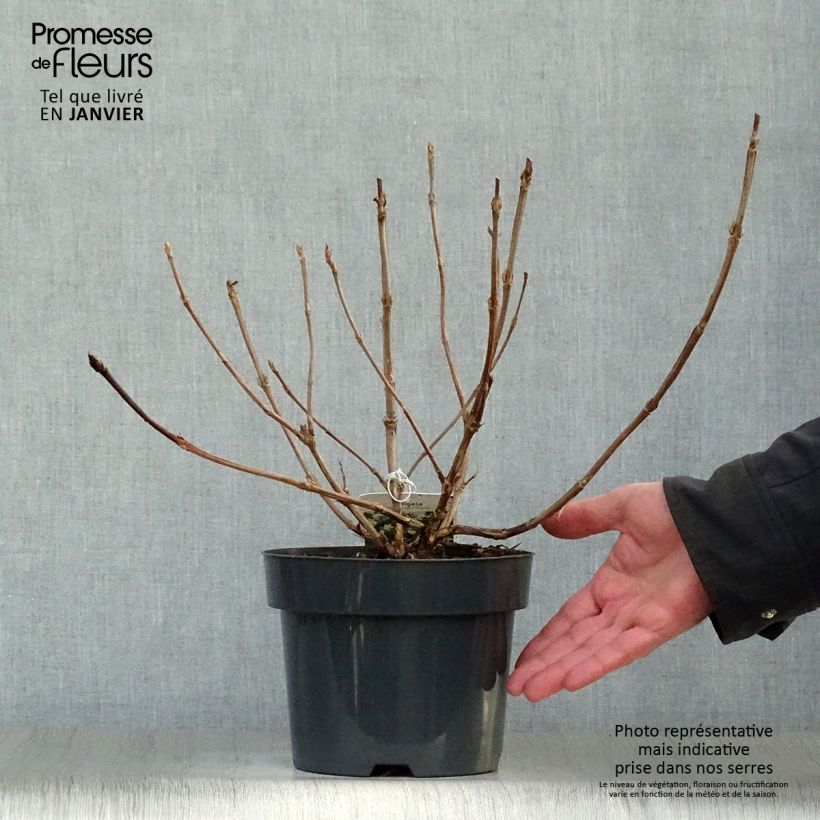 Exemplar von Weigela middendorffiana - Middendorffs Weigelie Topf mit 3L/4L wie im Winter geliefert