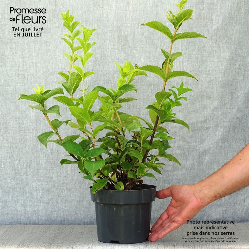 Exemplar von Weigela middendorffiana - Middendorffs Weigelie Topf mit 3L/4L wie im Sommer geliefert