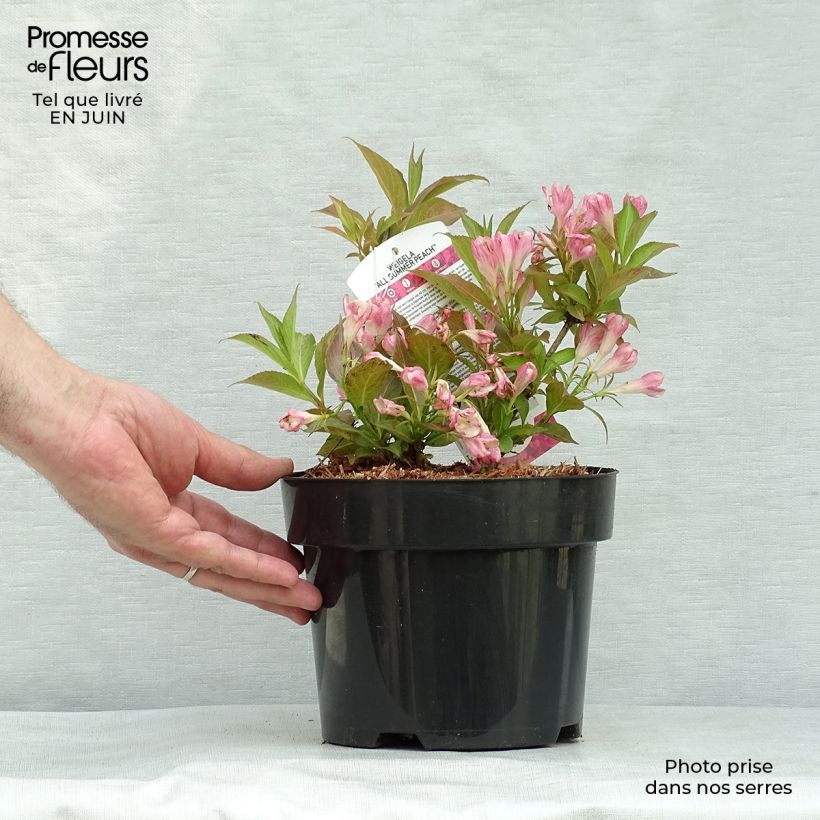 Exemplar von Weigela All Summer Peach Topf mit 3L/4L wie im Sommer geliefert