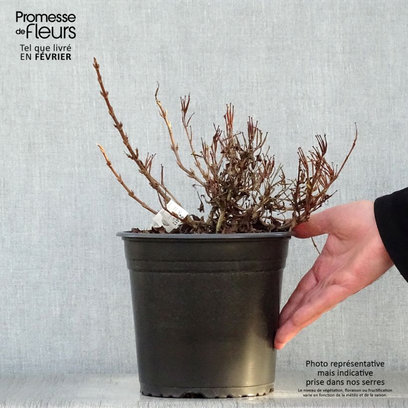 Exemplar von Weigela All Summer Peach Topf mit 3L/4L wie im Winter geliefert