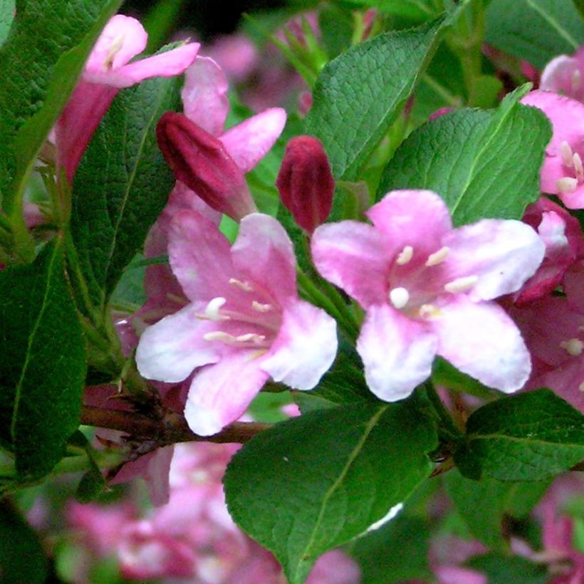 Weigela Stelzneri (Foliage)