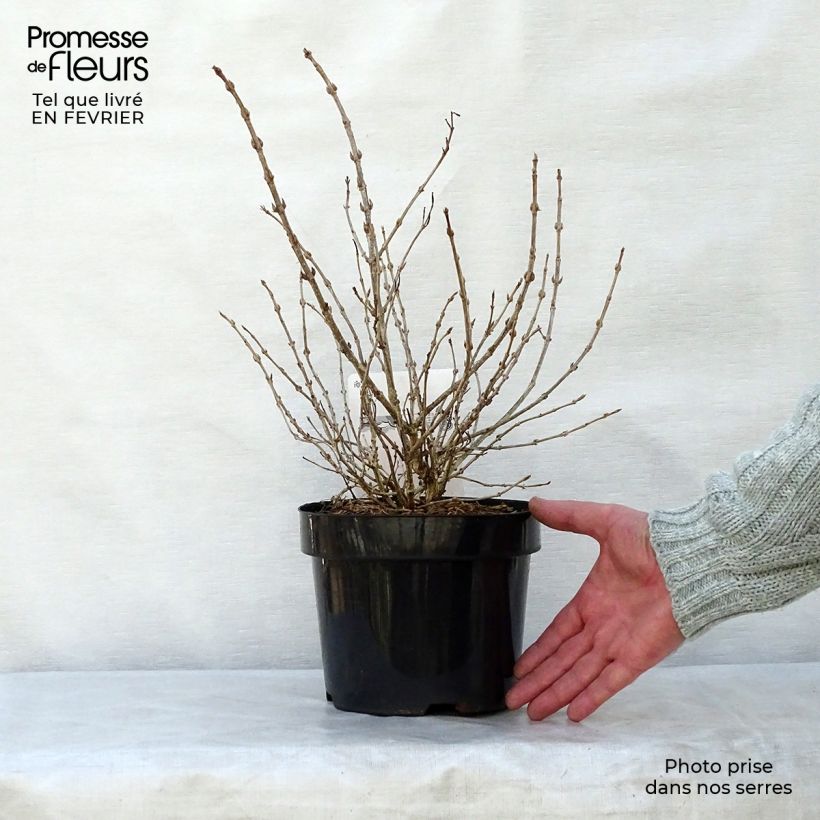 Exemplar von Weigela florida Monet Verweig Topf mit 2L/3L wie im Winter geliefert