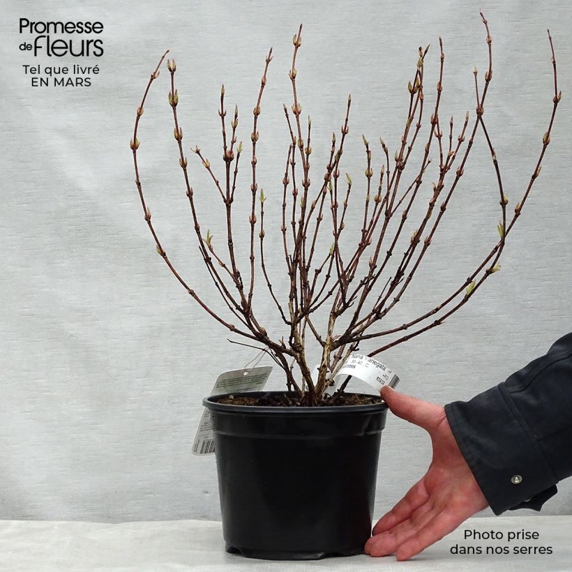 Exemplar von Weigela florida Nana Variegata Topf mit 2L/3L wie im Frühjahr geliefert