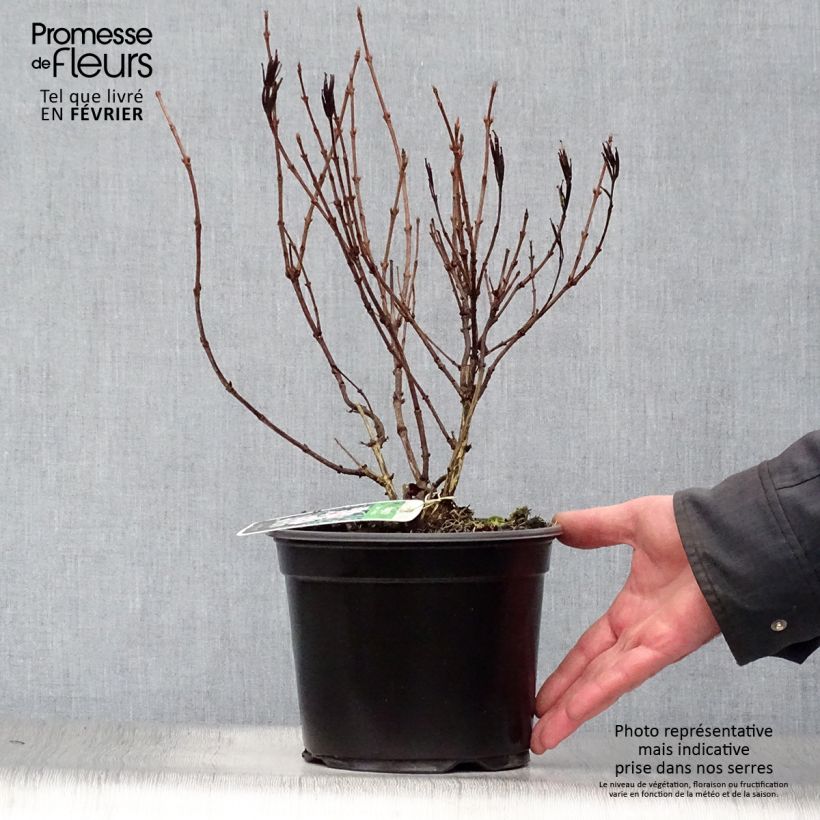 Exemplar von Weigela florida Nana Variegata Topf mit 2L/3L wie im Winter geliefert