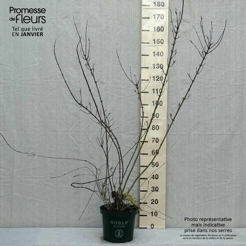 Exemplar von Weigela florida Polka Topf mit 7,5L/10L wie im Winter geliefert