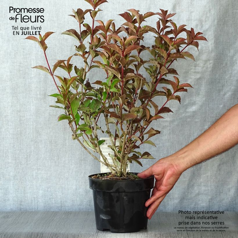 Exemplar von Weigela florida Polka Topf mit 2L/3L wie im Sommer geliefert