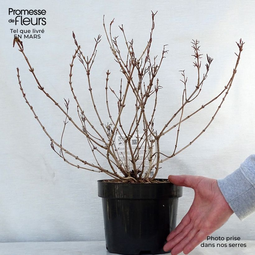 Exemplar von Weigela florida Princess Ayla Topf mit 3L/4L wie im Frühjahr geliefert