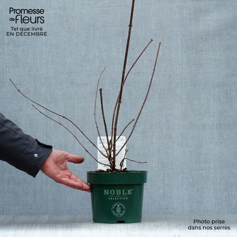 Exemplar von Weigela florida Polka Topf mit 2L/3L wie im Winter geliefert