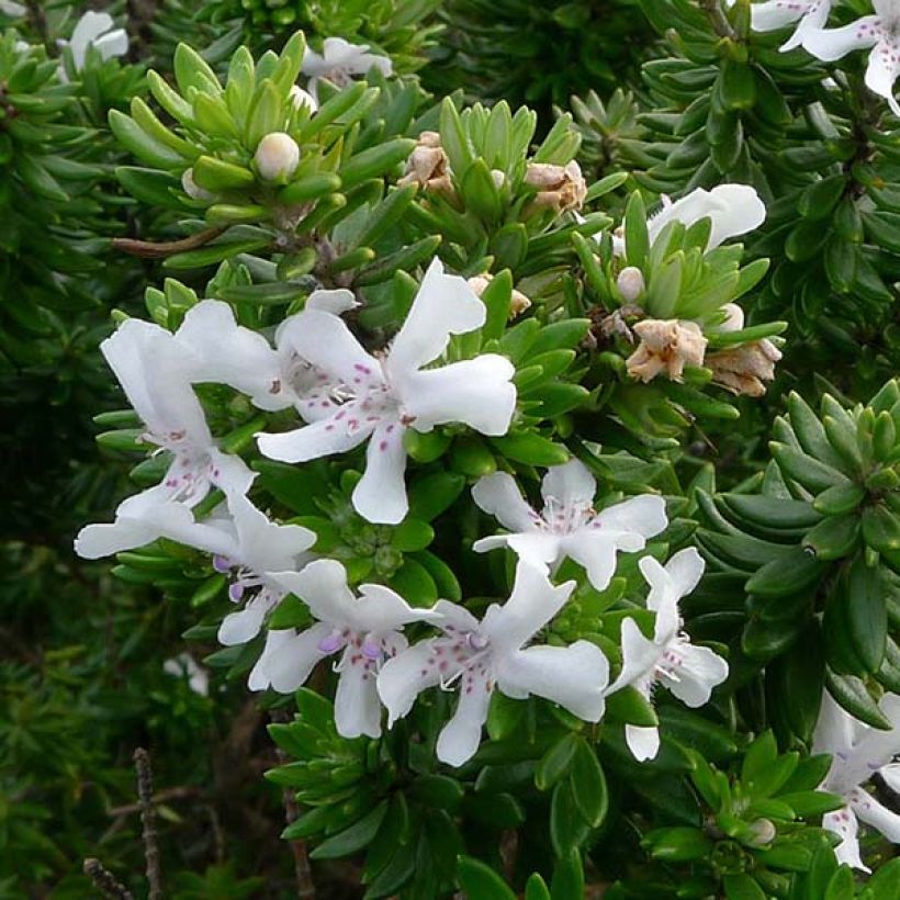 Westringia fruticosa - Australischer Rosmarin (Flowering)