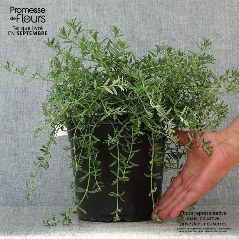 Example of Westringia fruticosa Mundi - Australischer Rosmarin Topf mit 3L/4L as you get in automne
