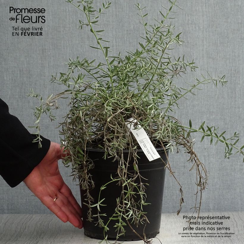 Exemplar von Westringia fruticosa Mundi - Australischer Rosmarin Topf mit 3L/4L wie im Winter geliefert