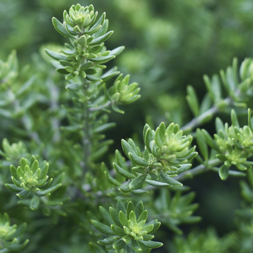 Westringia fruticosa Mundi - Australischer Rosmarin (Foliage)