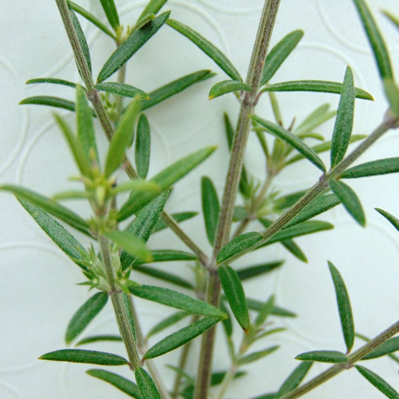 Westringia fruticosa - Australischer Rosmarin (Foliage)