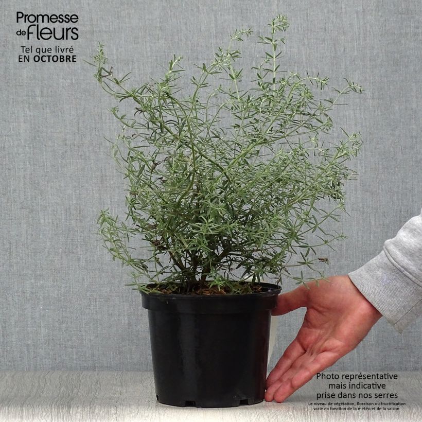 Example of Westringia fruticosa - Australischer Rosmarin Topf mit 2L/3L as you get in automne