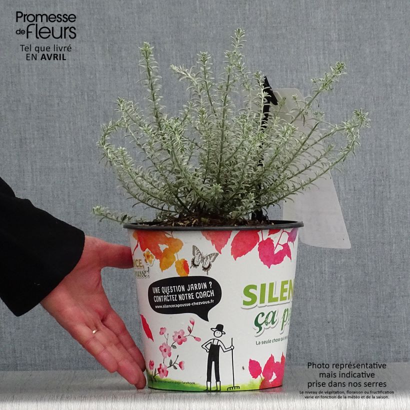 Exemplar von Westringia fruticosa Smookie - Australischer Rosmarin Topf mit 3L/4L wie im Frühjahr geliefert