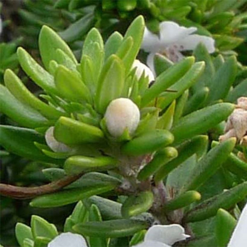 Westringia fruticosa White - Australischer Rosmarin (Foliage)
