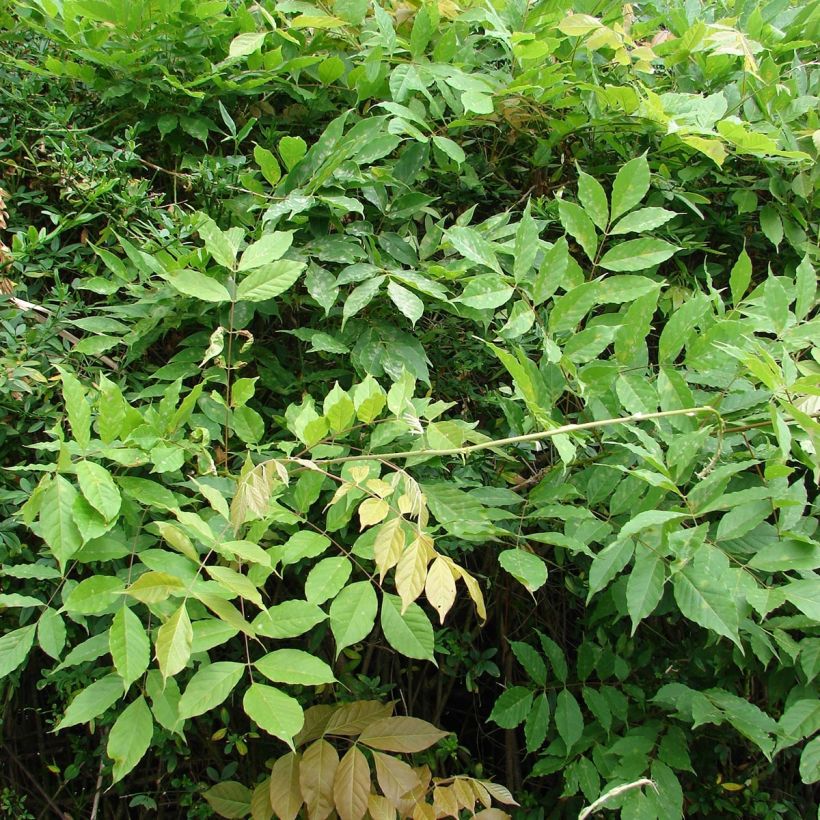 Wisteria floribunda - Reichblütige Glyzinie (Foliage)