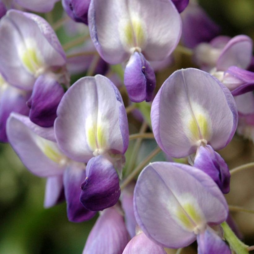 Wisteria floribunda - Reichblütige Glyzinie (Flowering)