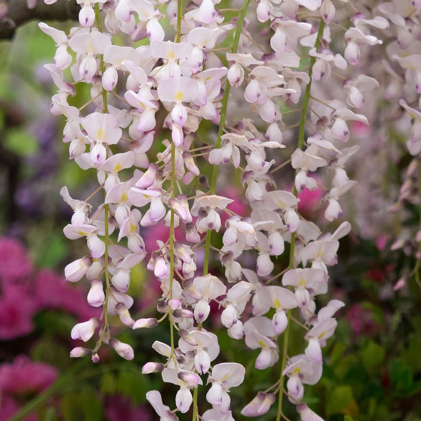 Wisteria floribunda Lipstick - Reichblütige Glyzinie (Flowering)