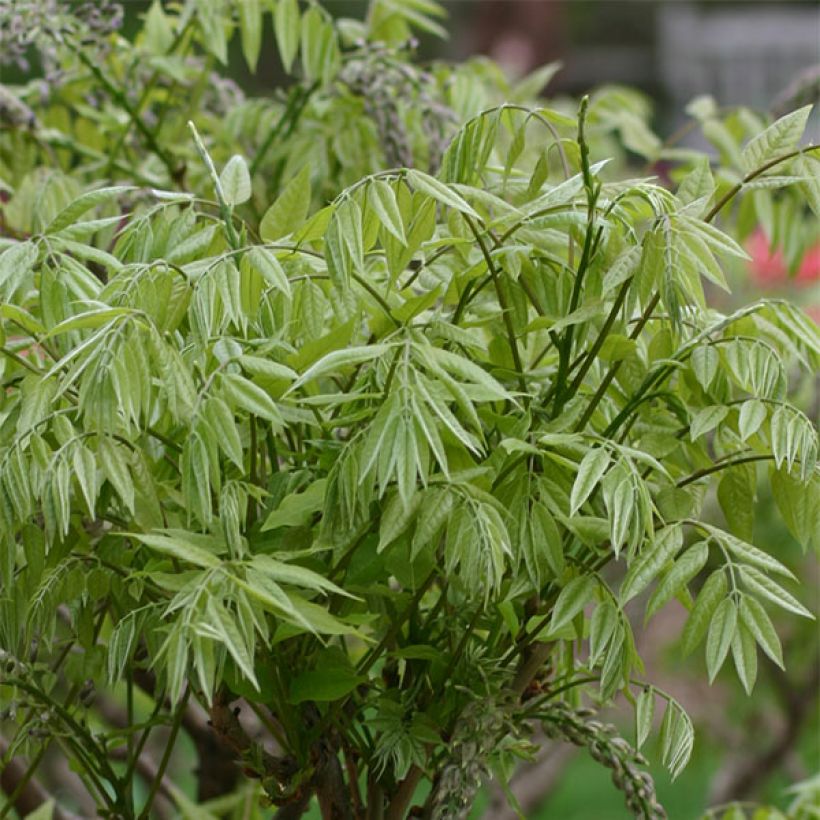 Wisteria floribunda Macrobotrys - Reichblütige Glyzinie (Foliage)
