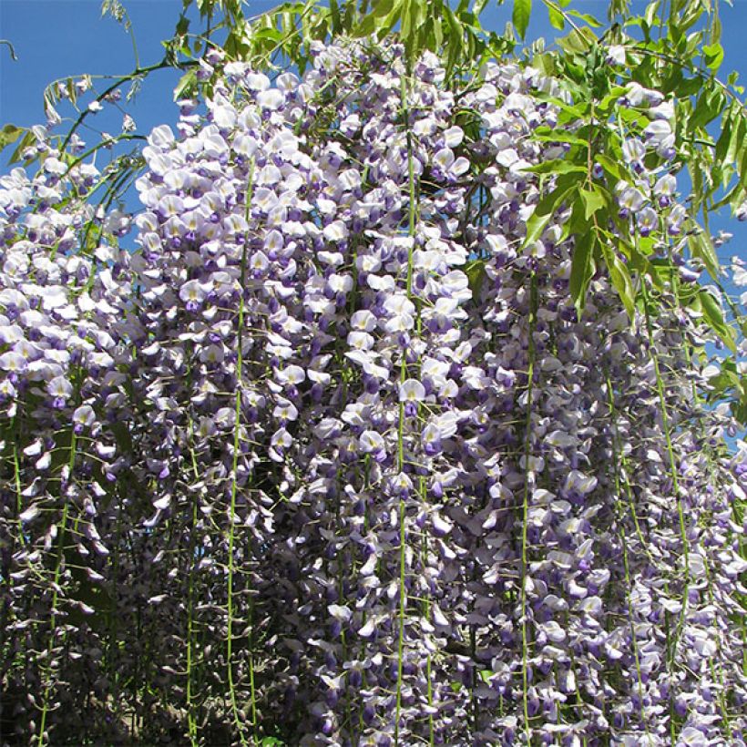 Wisteria floribunda Macrobotrys - Reichblütige Glyzinie (Flowering)