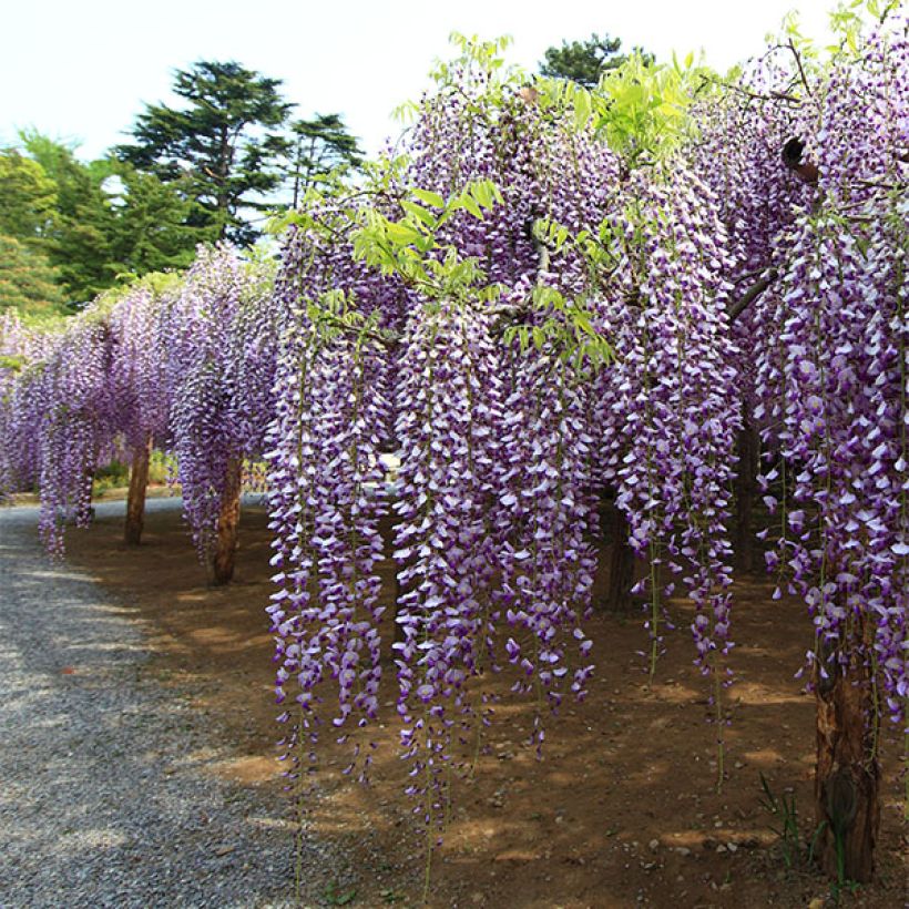 Wisteria floribunda Macrobotrys - Reichblütige Glyzinie (Plant habit)