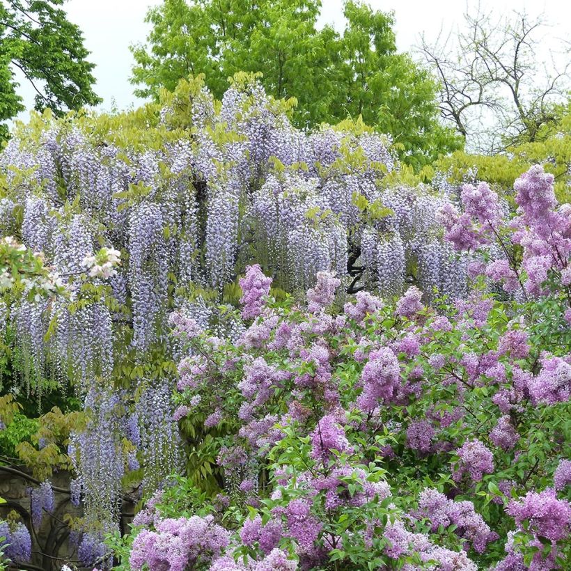 Wisteria floribunda Macrobotrys De Belder - Reichblütige Glyzinie (Plant habit)