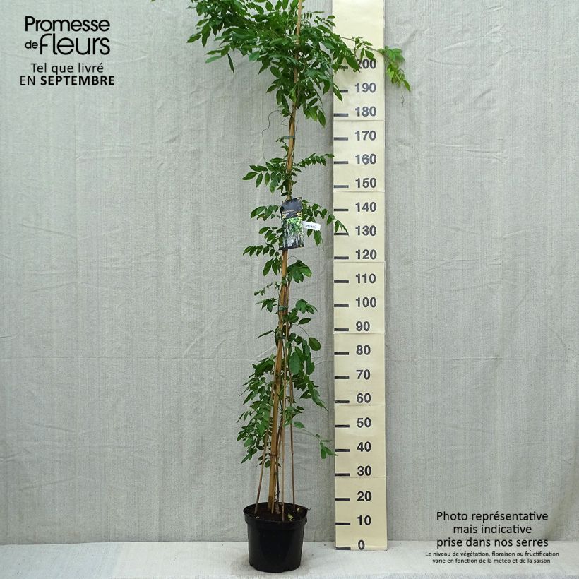 Example of Wisteria floribunda Shiro-noda - Reichblütige Glyzinie Topf mit 4L/5L as you get in automne