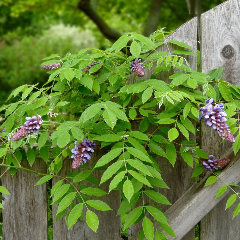 Wisteria frutescens Amethyst Falls - Blauregen (Foliage)