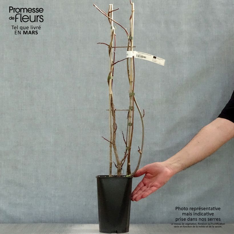 Exemplar von Wisteria frutescens Amethyst Falls - Blauregen Topf mit 3L/4L wie im Frühjahr geliefert