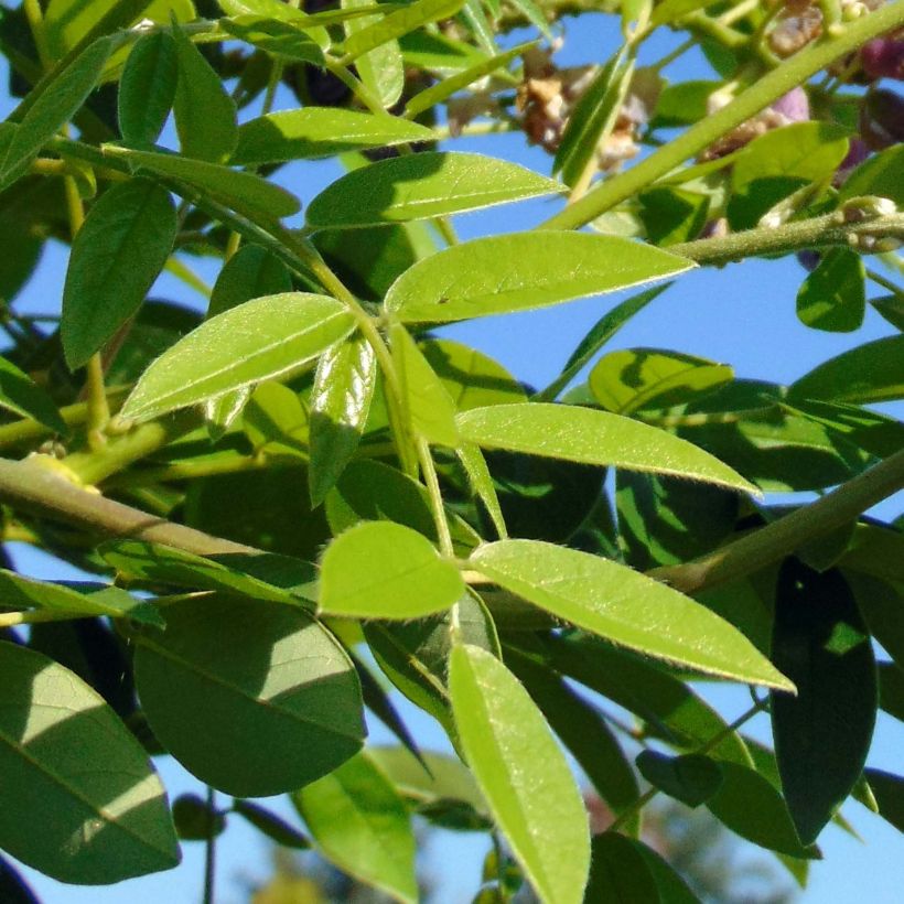 Wisteria frutescens Longwood Purple - Blauregen (Foliage)